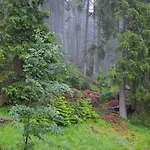 Deer's At Elit