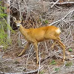 Apartment Deer's At Elit Pamporovo