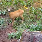 Deer's At Elit Daire