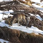 Deer's At Elit * Pamporovo