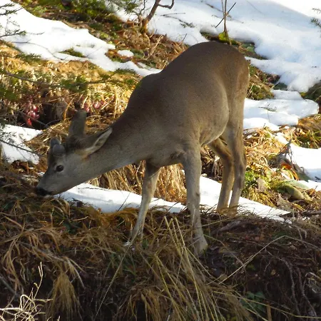 Deer's At Elit Apartment Pamporowo