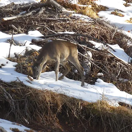 Deer's At Elit * Pamporovo