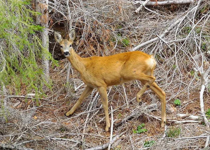 Apartment Deer's At Elit Pamporovo