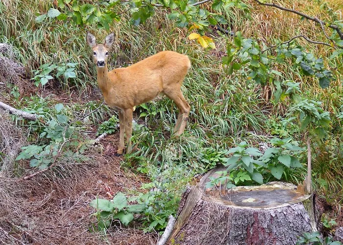 Deer's At Elit Apartment