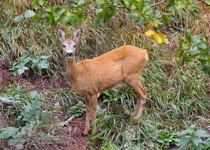 Apartment Deer's At Elit Pamporovo