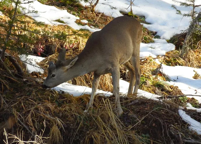 Deer's At Elit Apartment Pamporovo